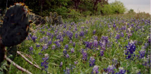 bluebonnets.jpg